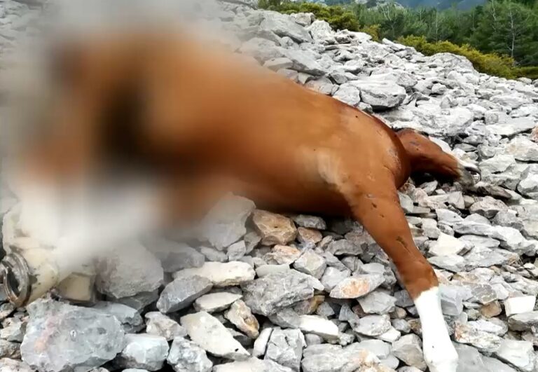 Εντοπίστηκαν νεκρά άλογα σε γκρεμό στην Πάρνηθα – Άγνωστοι τα πετούν ζωντανά (video)
