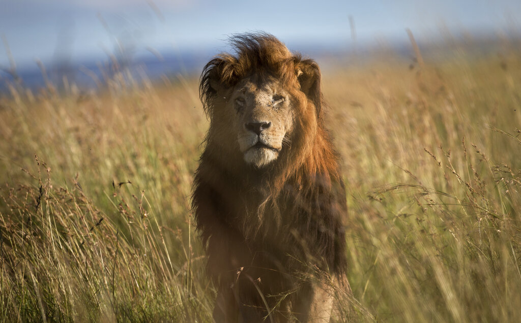 Κένυα: Το γηραιότερο λιοντάρι της χώρας σκοτώθηκε από Μασάι