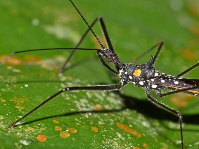 Επιστήμονες ανακάλυψαν έντομο που χρησιμοποιεί ένα εργαλείο για να αρπάξει το θήραμά του