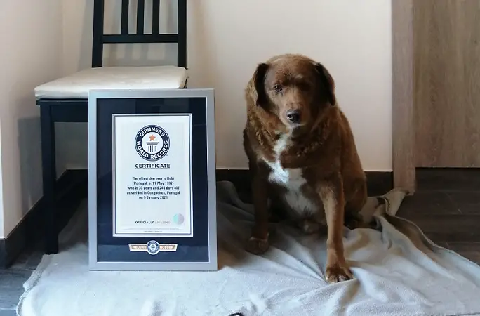 Bobi: Ο γηραιότερος σκύλος του κόσμου γιόρτασε τα 31α γενέθλια του