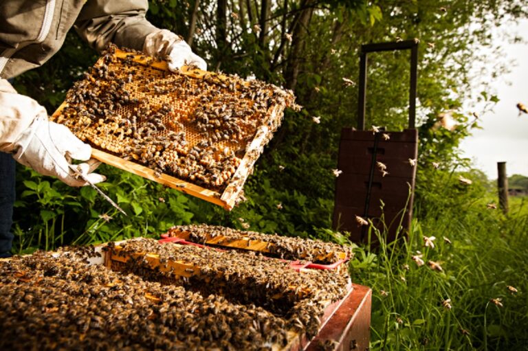 Αποκάλυψη Greenpeace: Η Ευρωπαϊκή Ένωση εξάγει ετησίως πάνω από 10.000 τόνους απαγορευμένων δολοφονικών για τις μέλισσες φυτοφαρμάκων