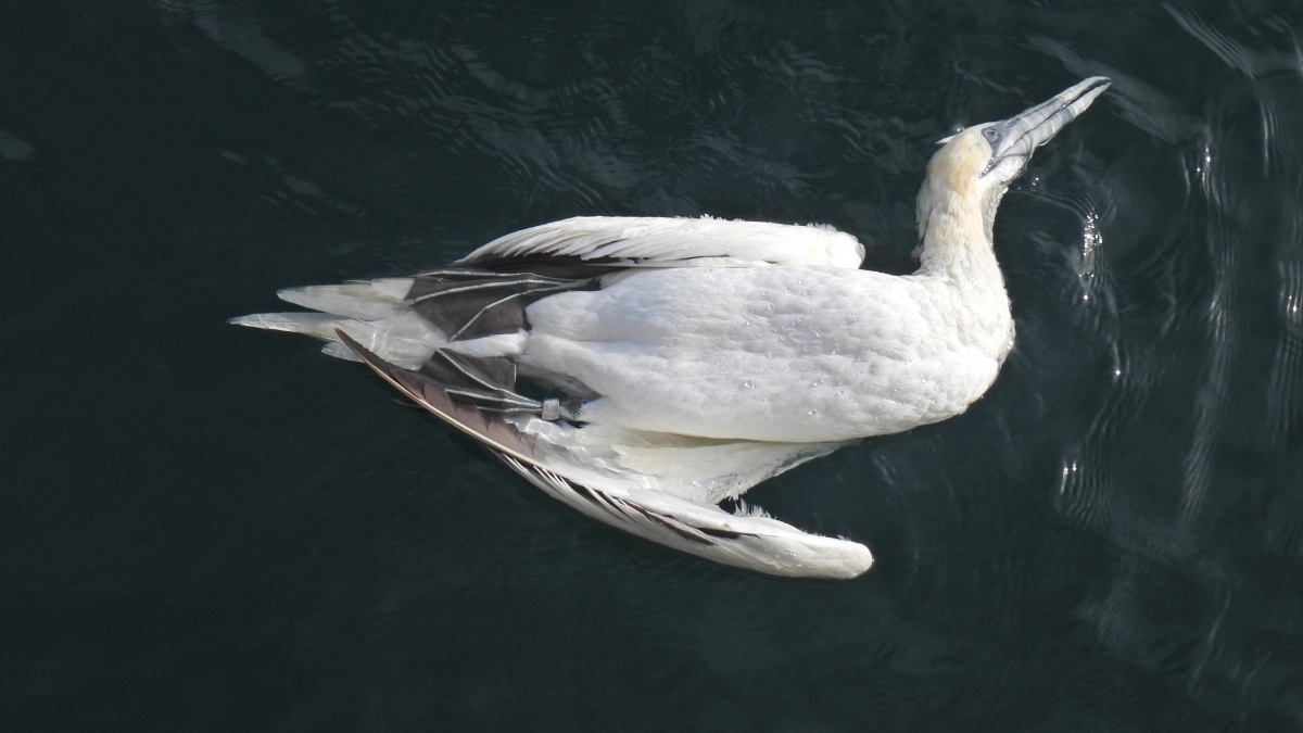 Gannet_that_died_of_Avian_Influenza_found_dead_at_sea_(Image_credit_Esme_Coles_Alderney_Wildlife_Trust) (1)