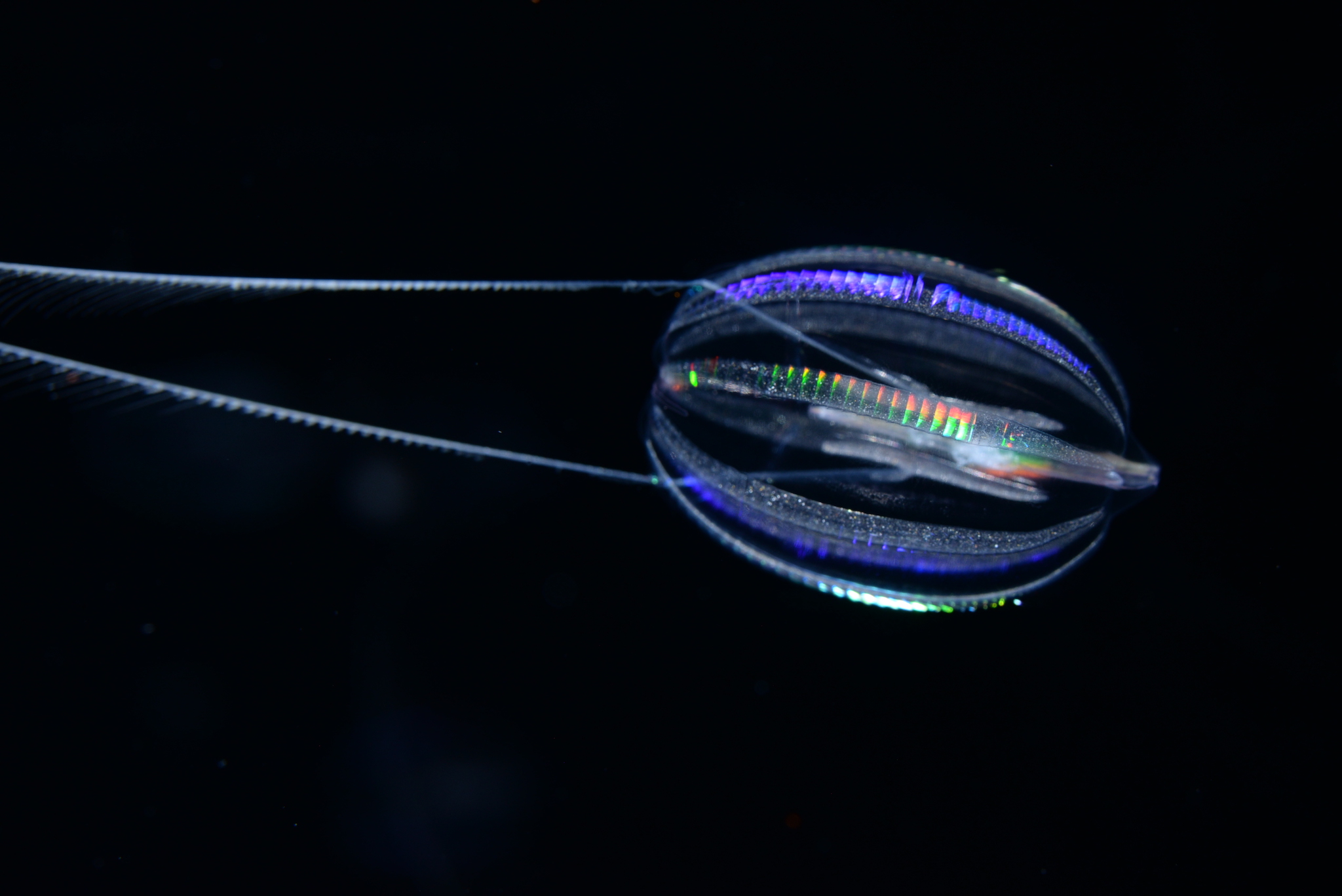 Hormiphora_californensis_Darrin_Schultz_MBARI_2048