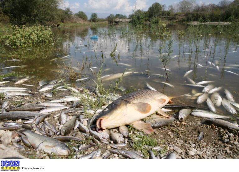 ΠΑΚΟΕ: Ψόφια ψάρια στην Κάρλα