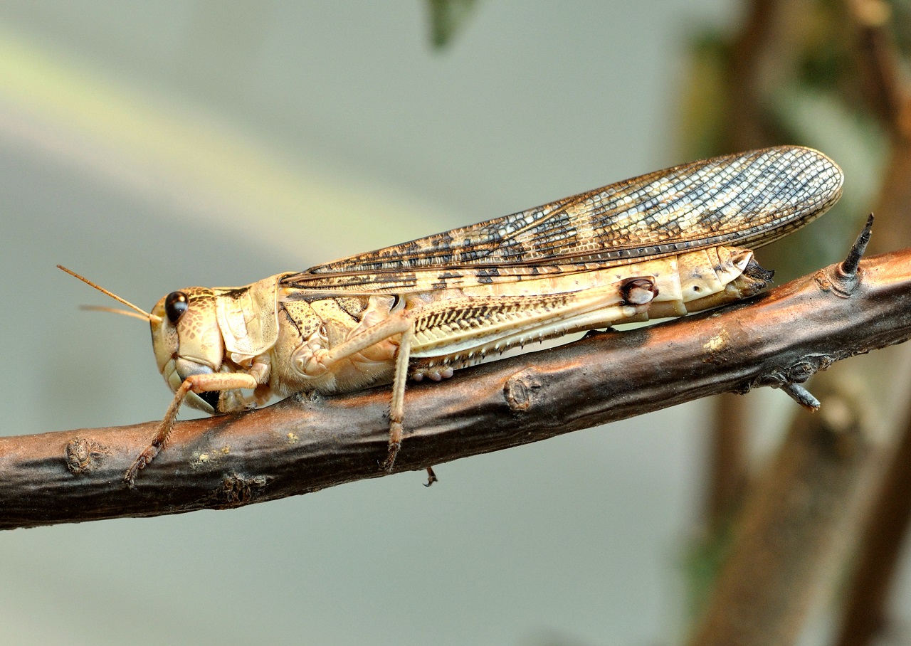 Locusta migratoria
