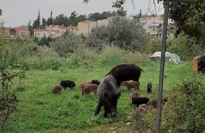 Θεσσαλονίκη: Οικογένεια αγριογούρουνων ψάχνει τροφή για ακόμα μια φορά σε αυλή σπιτιού στο Πανόραμα