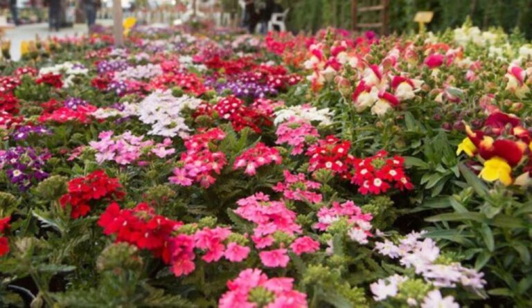 Δήμος Σερρών: Έως τις 6 Ιουνίου οι δηλώσεις συμμετοχής στην 19η Ανθοκομική