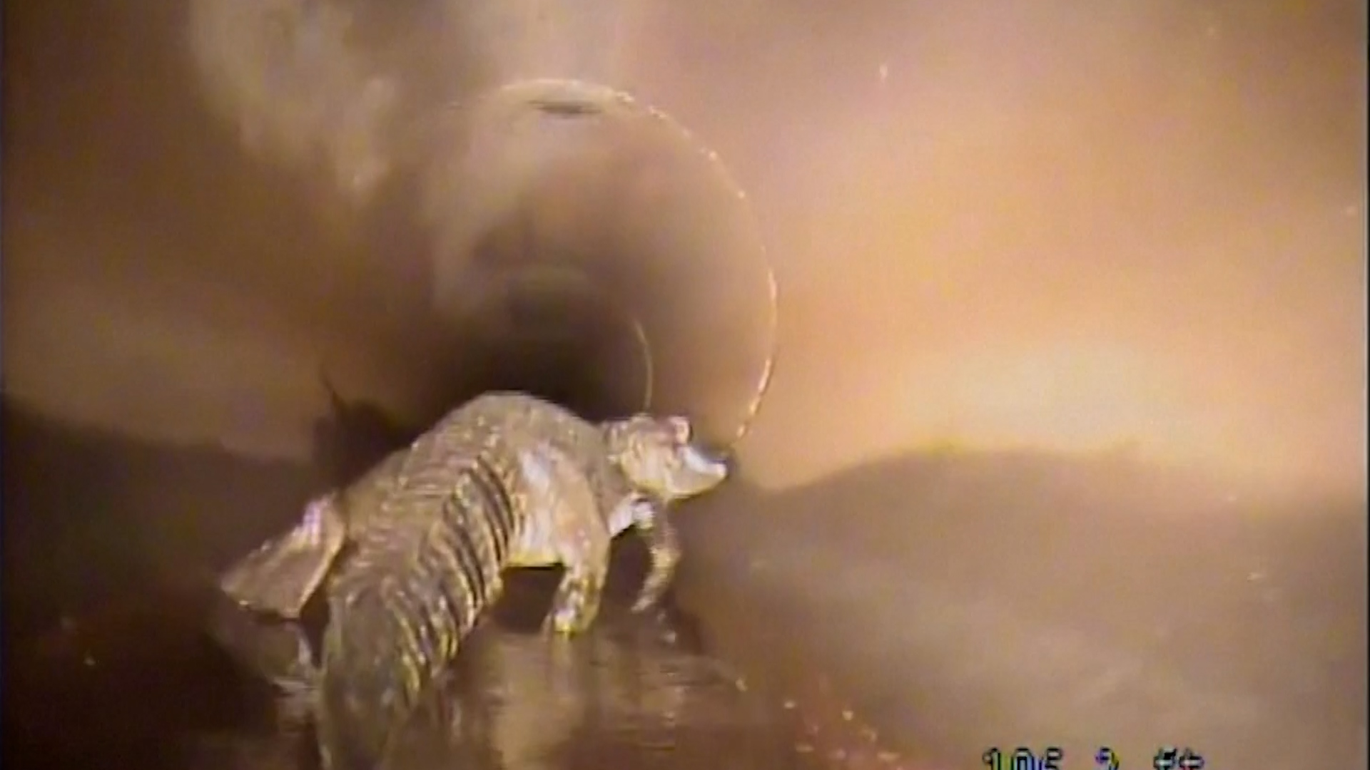 Ρομπότ κυνηγά τεράστιο αλιγάτορα μέσα σε σωλήνες ομβρίων υδάτων στη Φλόριντα (video)