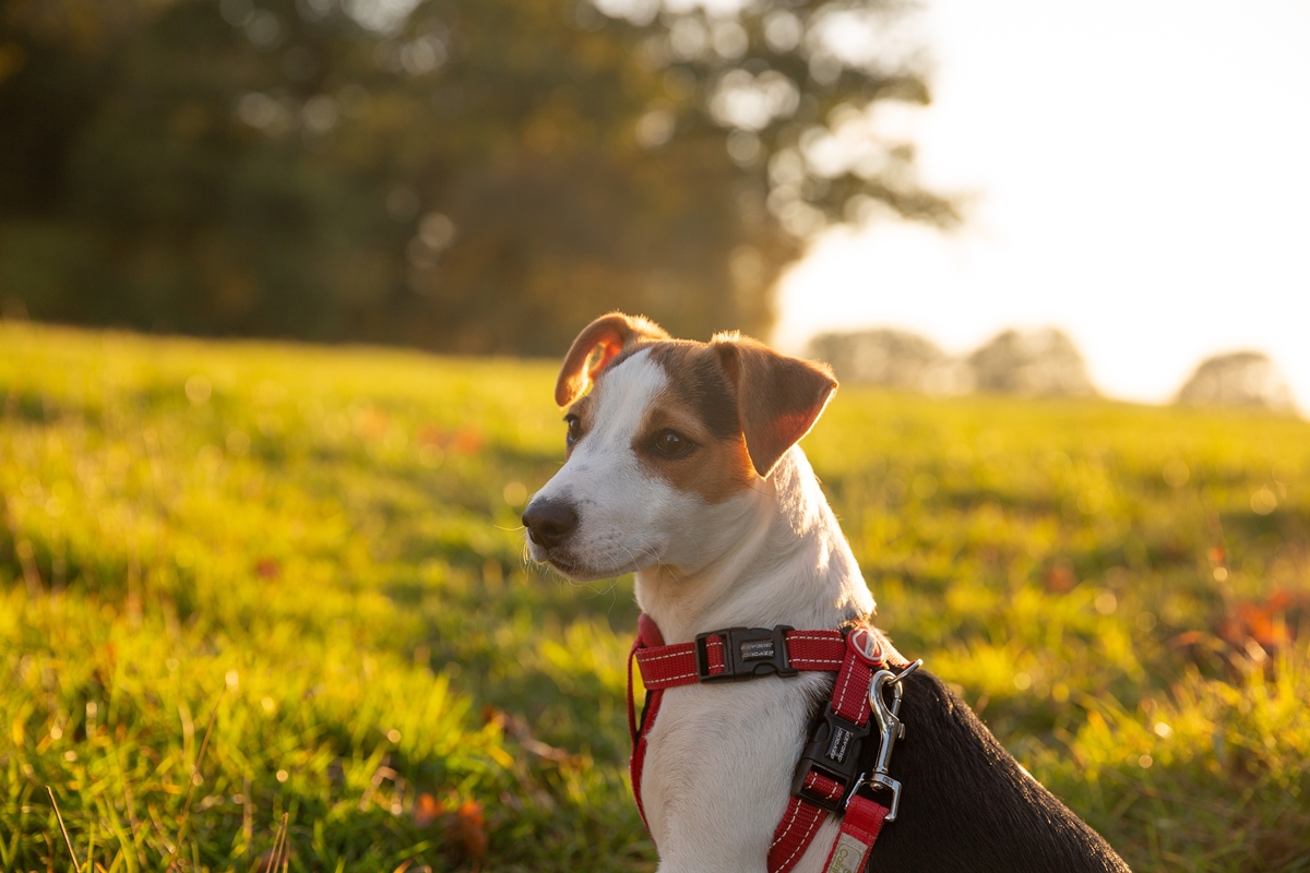 Πειραιάς: Εγκαίνια για το τέταρτο Δημοτικό Πάρκο για την άθληση και την κοινωνικοποίηση των σκύλων