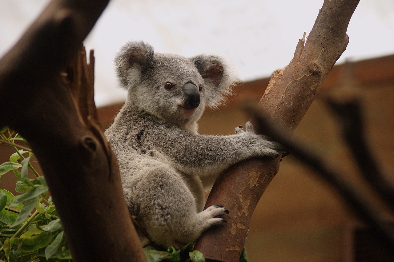 koala-geb31bf1cc_1280
