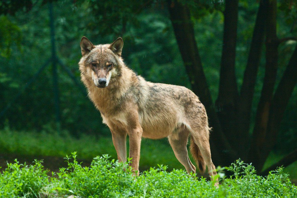 Θεσσαλονίκη: Περίπου 70 λύκοι υπάρχουν στις περιοχές γύρω από την πόλη