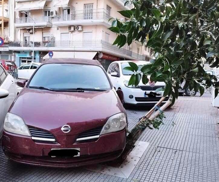 Θεσσαλονίκη: Πάρκαρε το αυτοκίνητό του πάνω σε κορμό δέντρου – Μήνυση κατέθεσε ο Δήμος