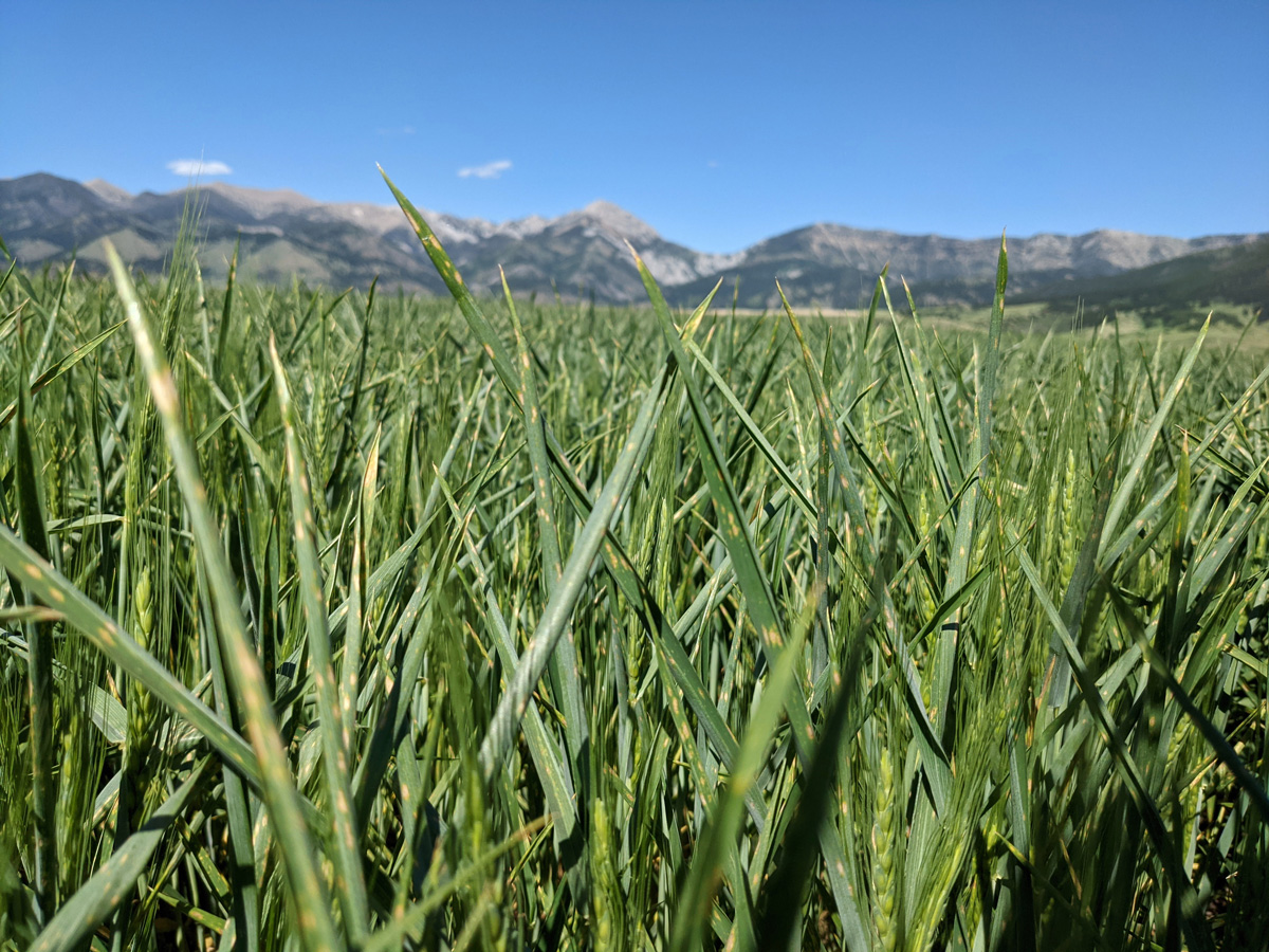 Physiological Leafspots on Winter Wheat