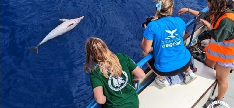 Νεκρά δελφίνια στο Αιγαίο: Αφορά συγκεκριμένα σκάφη, συγκεκριμένους ανθρώπους – Τι λέει ο διευθυντής του Ινστιτούτου «Αρχιπέλαγος»