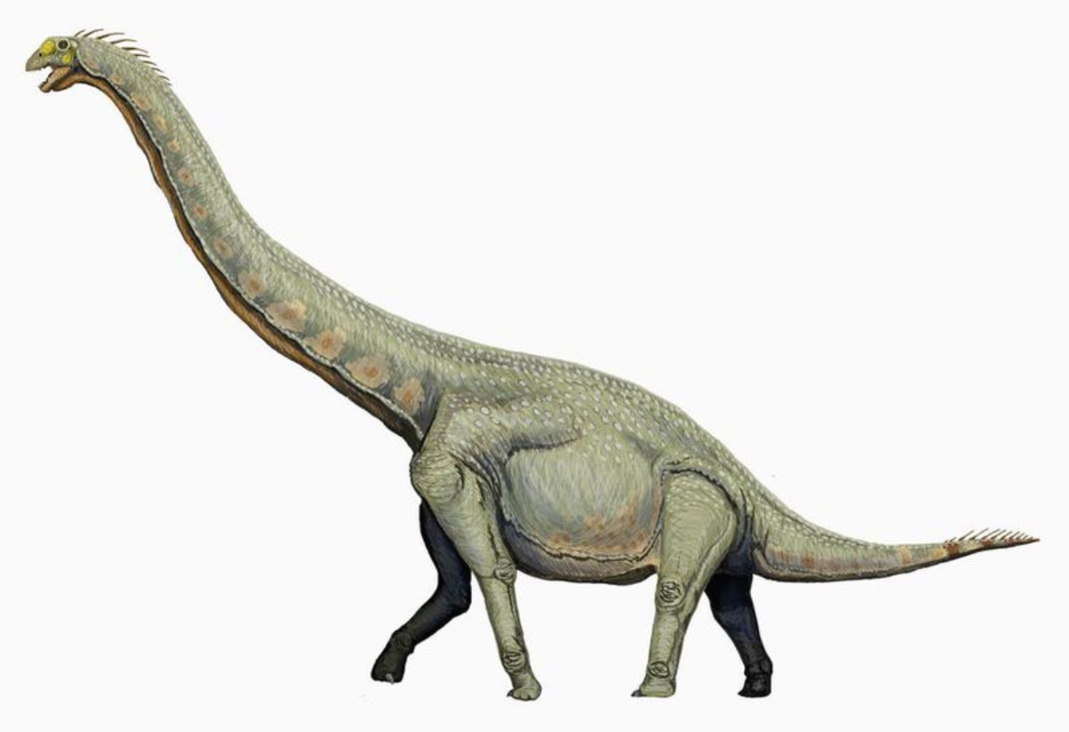 sauropoddino (1)