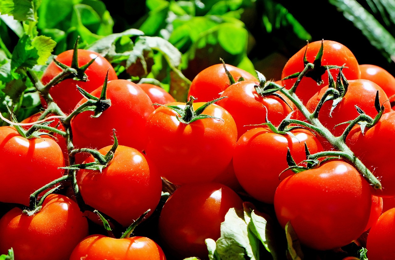 tomatoes-g6985317f0_1280