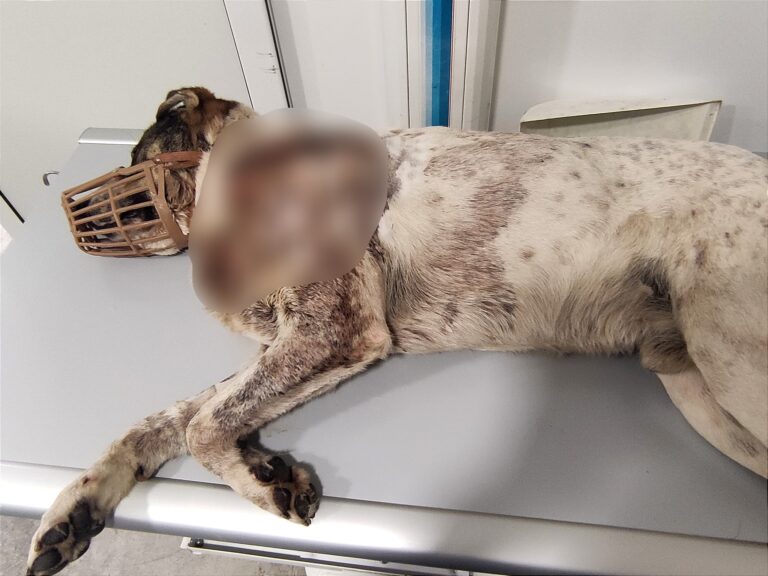 Βόλος: Ανάγκη για αίμα για σκυλί που πυροβόλησαν εξ’ επαφής