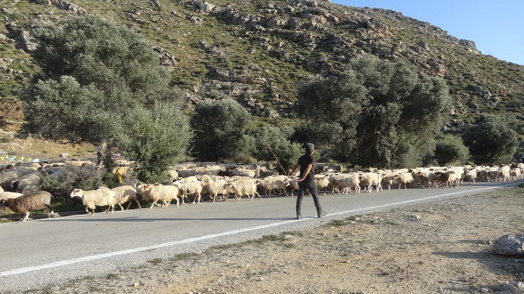 Ποσό 1,9 εκ. ευρώ για τα διαχειριστικά σχέδια βόσκησης στην Ήπειρο