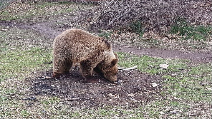 Εμφάνιση αρκούδας κοντά στο ραντάρ του Χορτιάτη αναφέρει ο δήμος Πυλαίας-Χορτιάτη