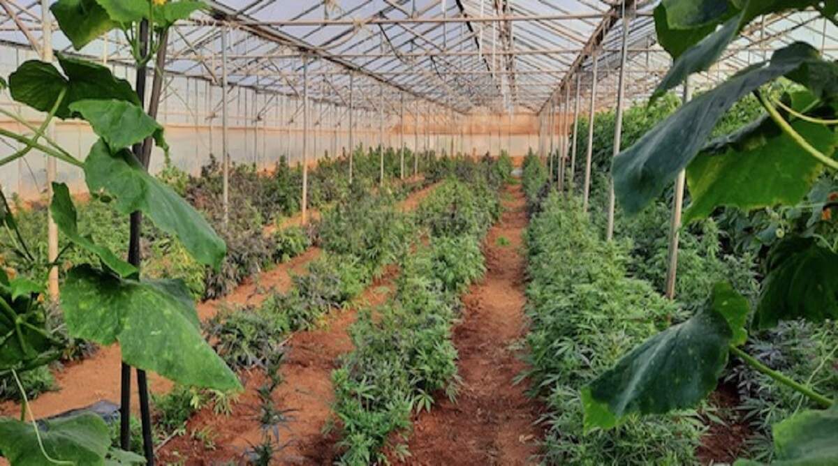 Ηράκλειο: Καλλιεργούσαν χασίς μαζί με φασόλια σε θερμοκήπιο – Βρέθηκαν 750 δενδρύλλια και έγιναν συλλήψεις