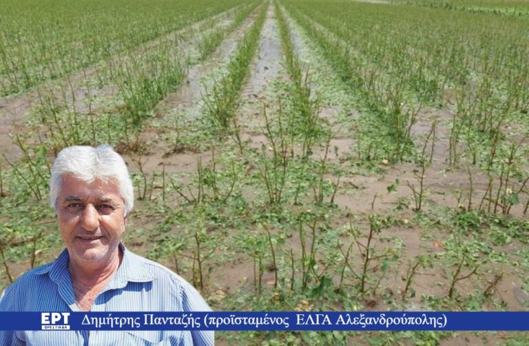 Ζημιές σε καλλιέργειες σκόρδου και βαμβακιού στον βόρειο Έβρο