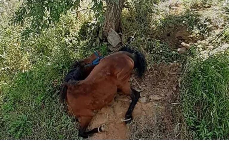 Άγρια κακοποίηση αλόγου στην Τζια – Συνελήφθη ο ιδιοκτήτης