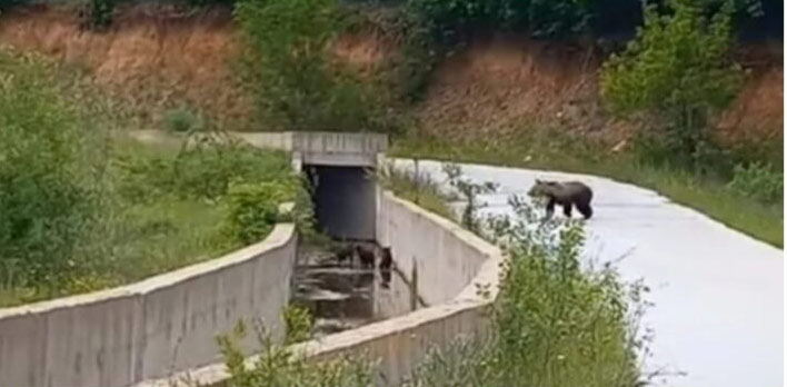 Φλώρινα: Τρία μικρά αρκουδάκια απελευθερωθηκαν από κανάλι στο Φράγμα Τριανταφυλλιάς (βίντεο)