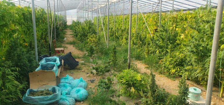 Ηράκλειο: Θα έβγαζαν πάνω από 1,3 εκατομμύρια ευρώ από τις φυτείες κάνναβης – Συνελήφθη και ο δεύτερος αδελφός