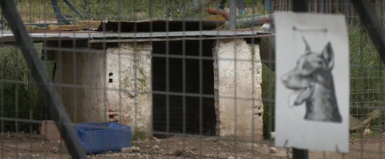 Θεσσαλονίκη: Μήνυση για κακοποίηση σκύλου στο Λαγκαδά