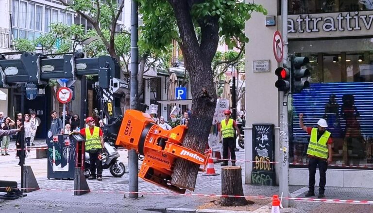 Θεσσαλονίκη: Απάντηση του Δήμου για την κοπή του δέντρου στην Αγίας Σοφίας