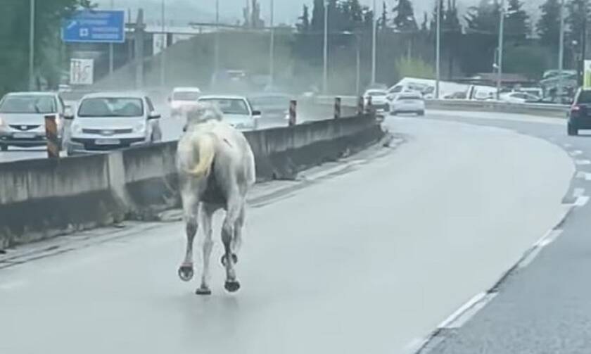 Θεσσαλονίκη: Δύο άλογα αναστάτωσαν την κυκλοφορία στην ΕΟ Θεσσαλονίκης – Μουδανίων