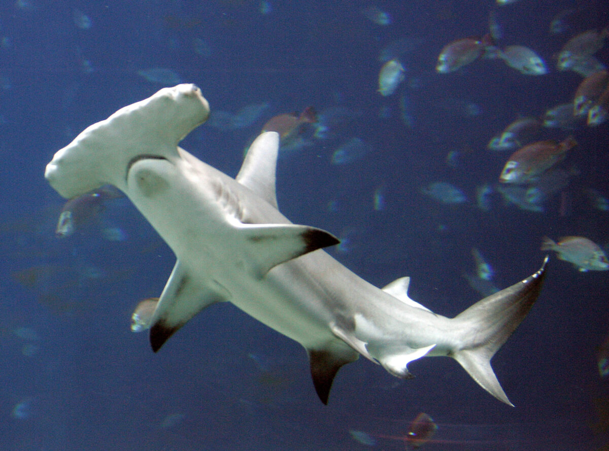 Με εξαφάνιση απειλούνται οι σφυροκέφαλοι καρχαρίες – Μέτρα για την προστασία τους λαμβάνει η Κόστα Ρίκα