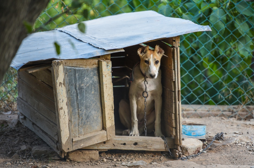 Ηράκλειο: Πέθανε λίγο αφότου το βρήκαν σε άθλιες συνθήκες μαζί με τρία ακόμα σκυλιά – Χειροπέδες στους ιδιοκτήτες
