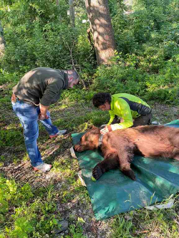 Αμύνταιο: Ραδιοσήμανση αρκούδας που προκαλούσε ζημιές στο Βαρικό