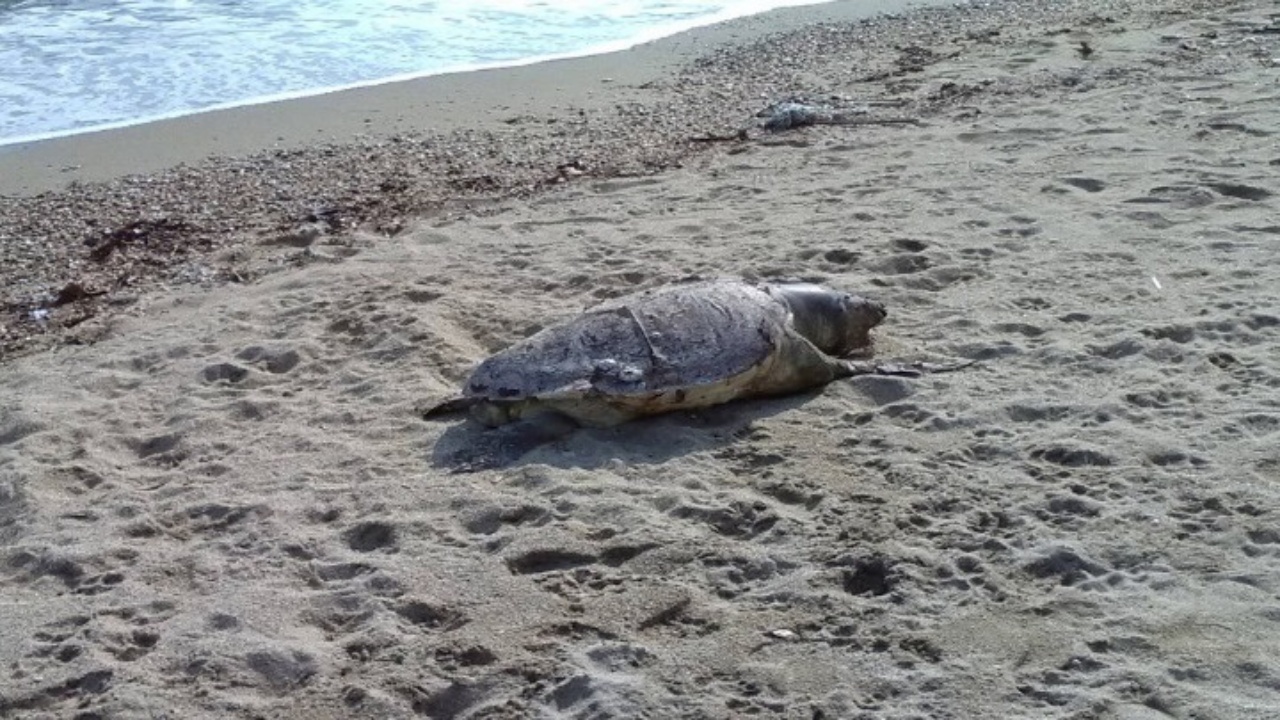 Θεσσαλονίκη: Κινητοποίηση του Λιμενικού για τη διάσωση χελώνας στον Θερμαϊκό