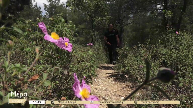 Θεσσαλονίκη: Απολαυστικές διαδρομές στη φύση και στα μονοπάτια του περιαστικού δάσους