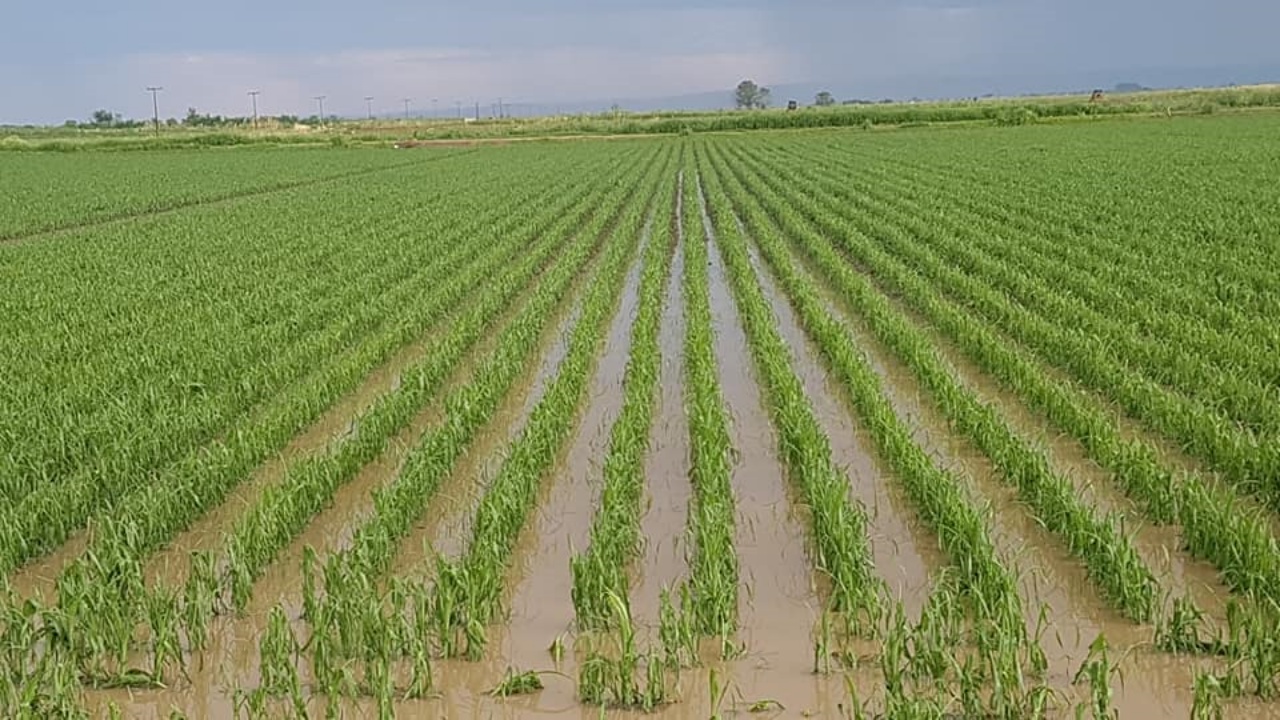 Καταστροφικές βροχοπτώσεις για τις αγροτικές καλλιέργειες