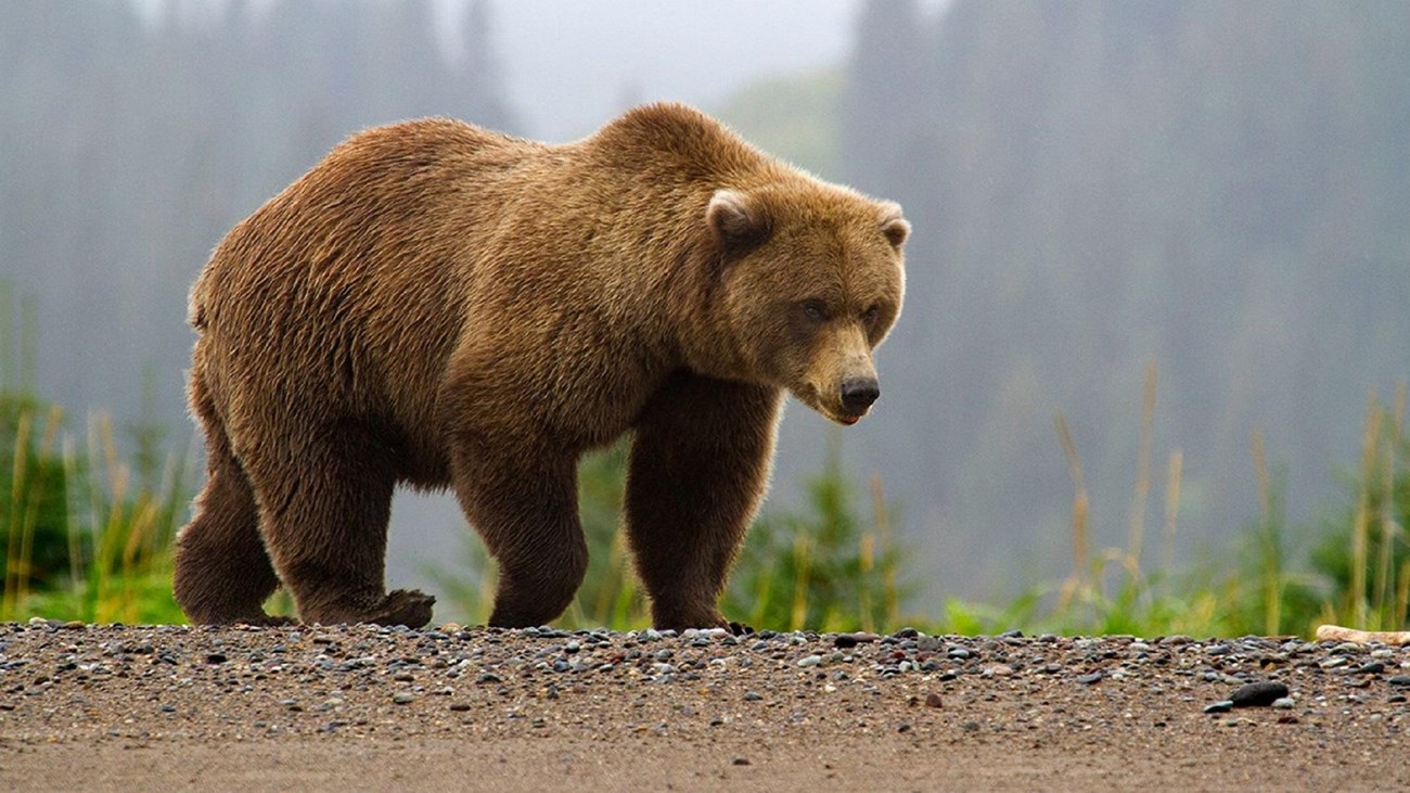 Αρκούδες τρώνε τα κεράσια- Σε απόγνωση οι αγρότες