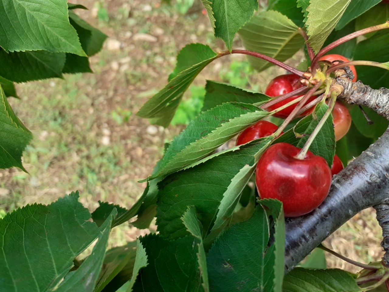 Αποτίμηση ζημιών από την σφοδρή καταιγίδα και χαλαζόπτωση