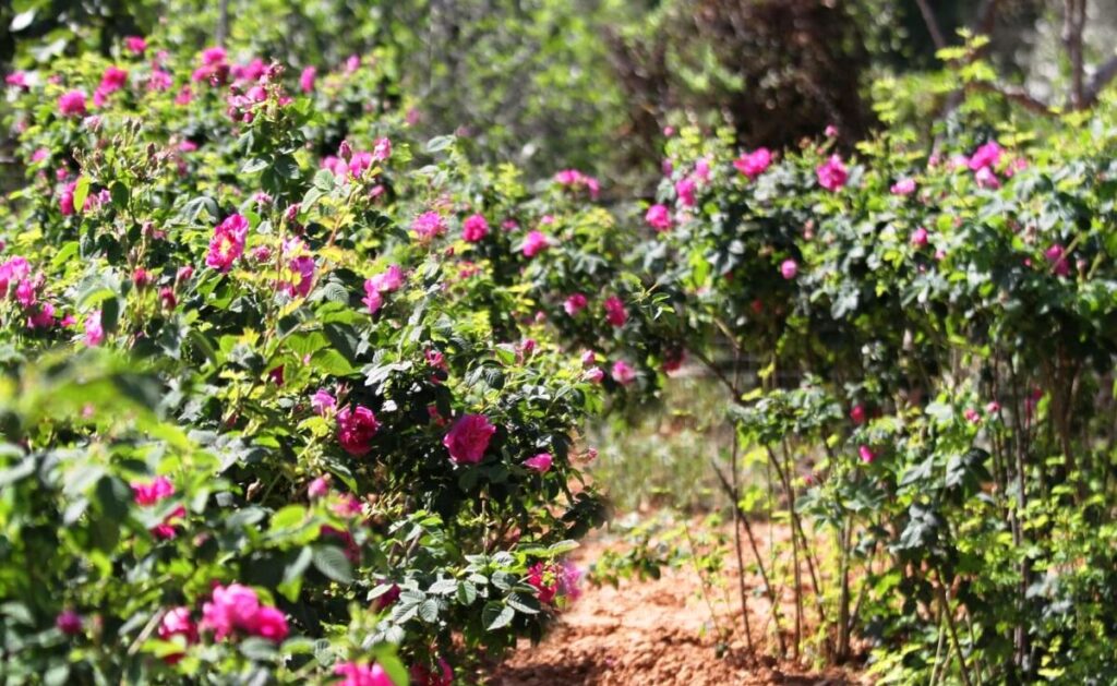 Άρχισε η συγκομιδή του τριαντάφυλλου στην Χίο