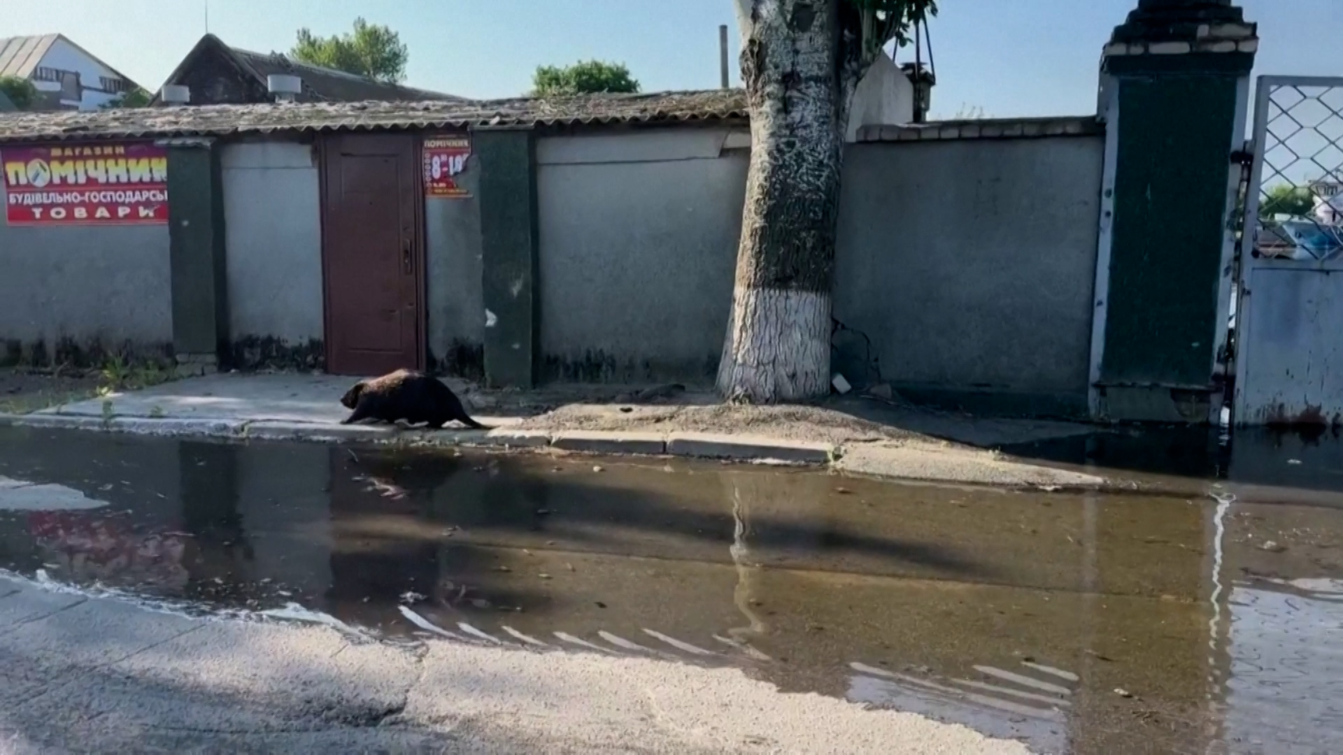 Βίντεο: Κάστορας περιπλανιέται στη πλημμυρισμένη Χερσώνα μετά την κατάρρευση του φράγματος