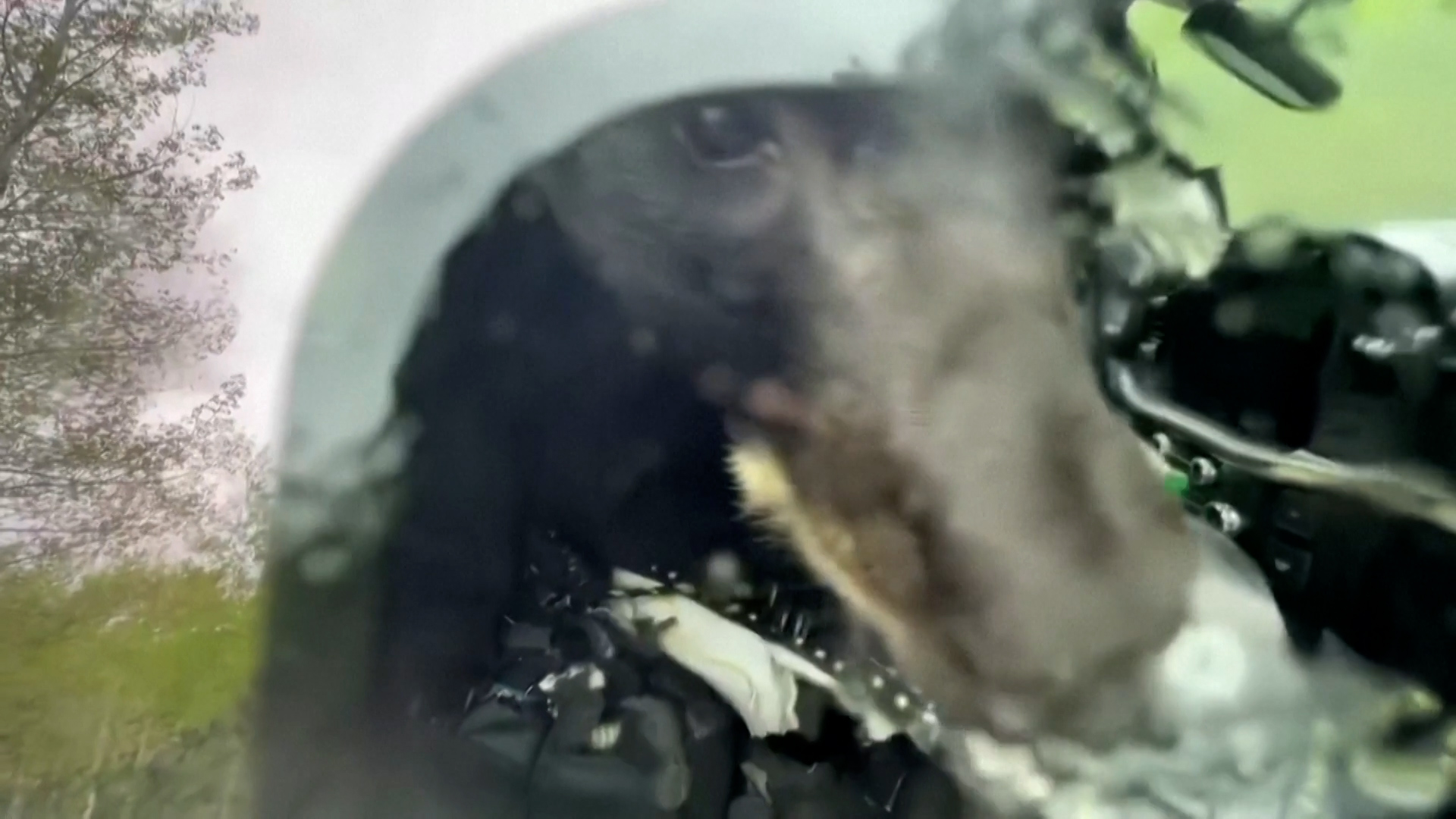 ΗΠΑ: Αρκούδα εγκλωβίζεται σε φορτηγό αφού το διέρρηξε για να φάει φαγητό σκύλου (video)