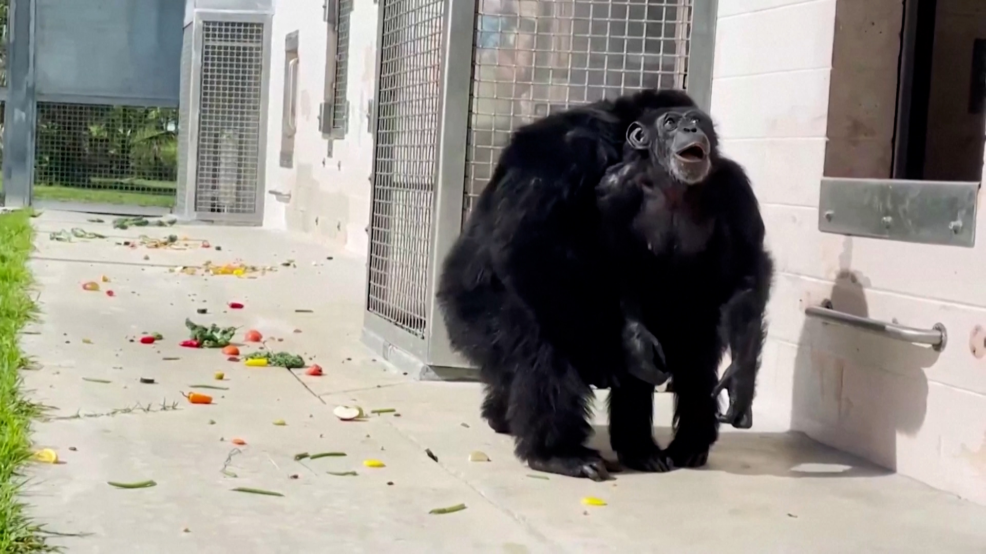 Βίντεο: Χιμπατζής βλέπει τον ουρανό για πρώτη φορά μετά από 28 χρόνια σε κλουβί – Η συγκινητική αντίδρασή του