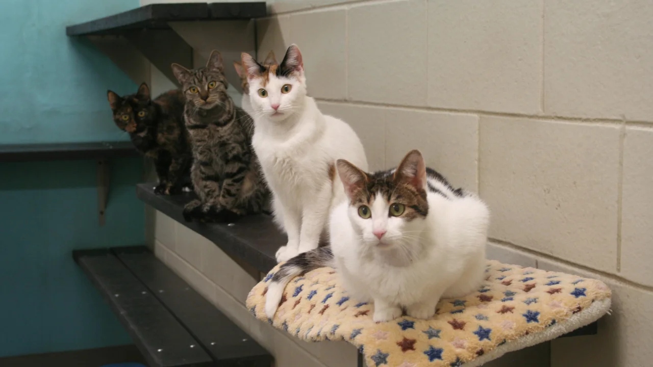230605144352-01-cat-contraceptives-scn