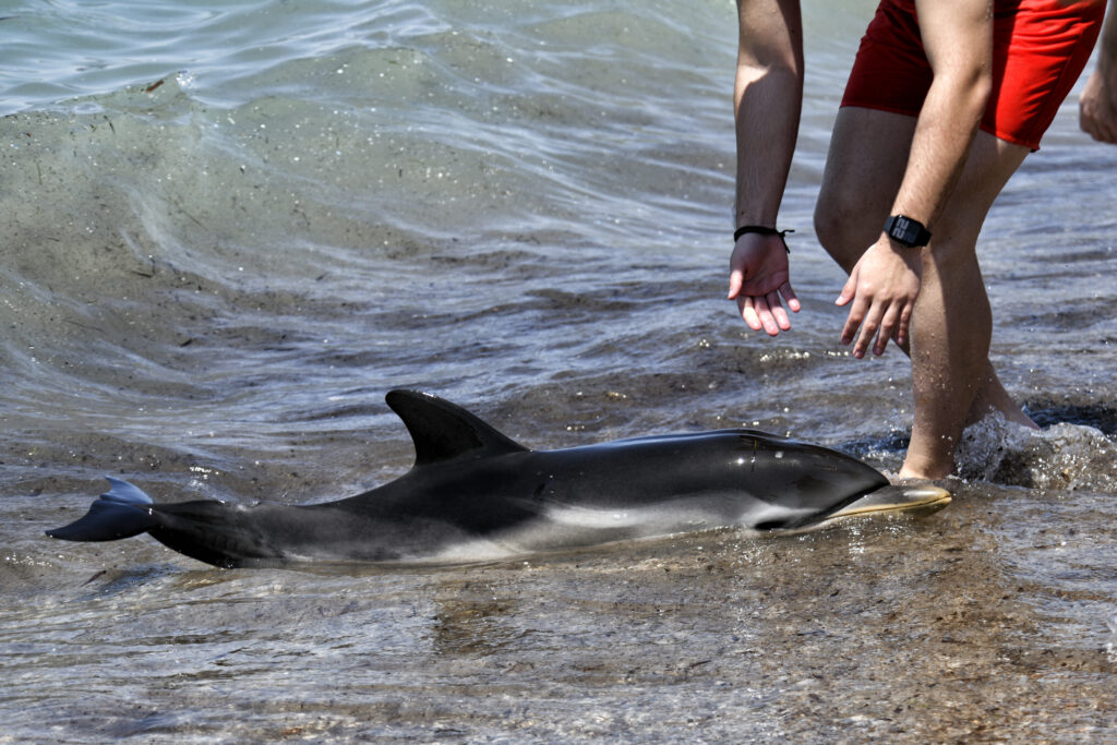 Κόρινθος: Νεκρό ξεβράστηκε το δελφίνι που είχε χάσει τον προσανατολισμό του