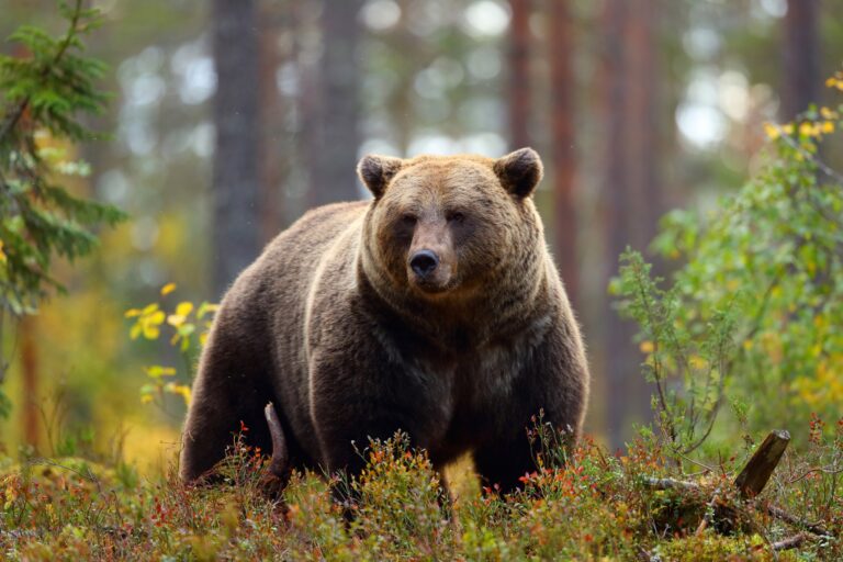 H εισαγγελία του Αρείου Πάγου εποπτεύει τις έρευνες για τη θανάτωση αρκούδων στη Β. Ελλάδα