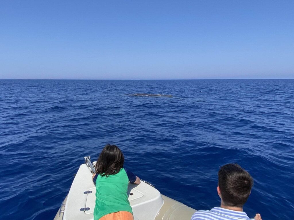 Χανιά: Παιχνιδιάρα φάλαινα συναρπάζει επισκέπτες σε σκάφος