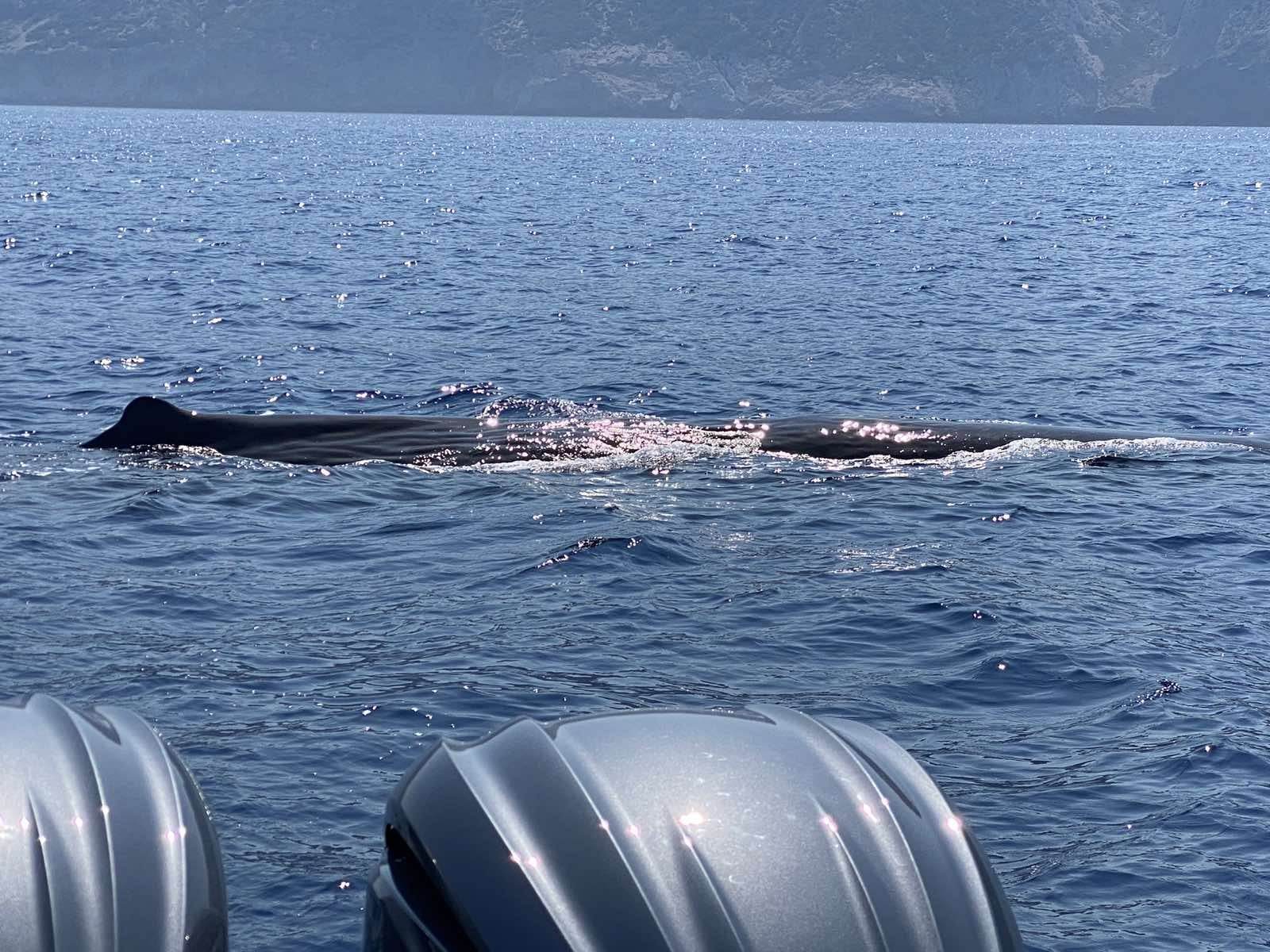 Χανιά: Παιχνιδιάρα φάλαινα συναρπάζει επισκέπτες σε σκάφος