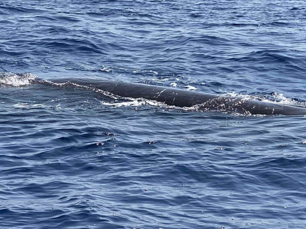 Χανιά: Παιχνιδιάρα φάλαινα ξετρέλανε επισκέπτες σε σκάφος