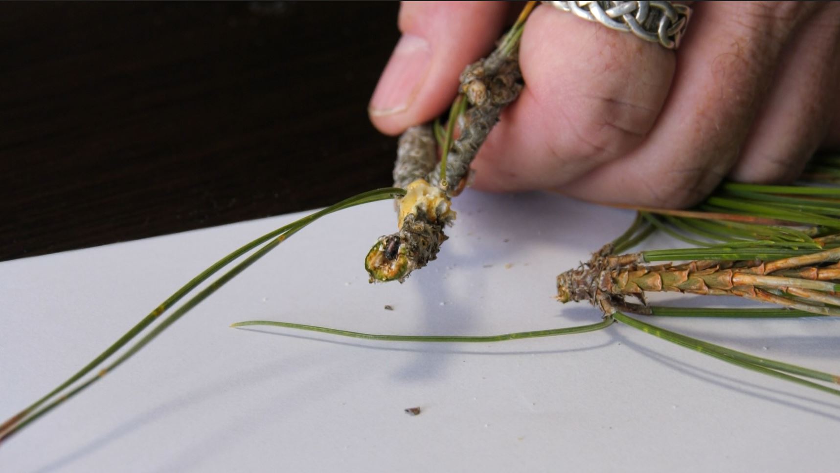 Λέσβος: Η υλοτόμηση των ξερών και ημίξερων πεύκων θα βάλει “φρένο” στα φλοιοφάγα έντομα